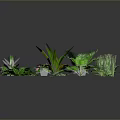 Various Green Indoor Plants with Different Shapes and Sizes Arranged on Gray Background