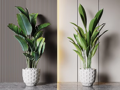 Large Potted Plants In White Perforated Pots On Marble Floor With Striped Wall And Gold Accent 3d model