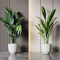 Large Potted Plants In White Perforated Pots On Marble Floor With Striped Wall And Gold Accent