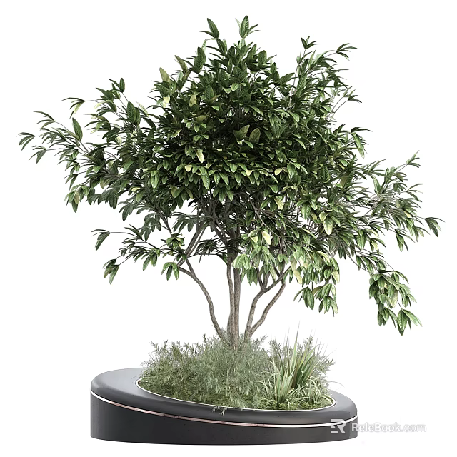 Lush Green Plant Combination with Multi Stem Tree and Grasses in Round Pot 3d model 