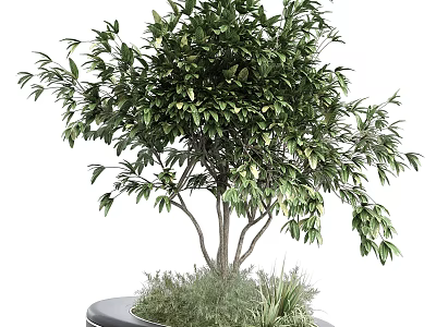 Lush Green Plant Combination with Multi Stem Tree and Grasses in Round Pot 3d model