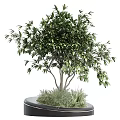 Lush Green Plant Combination with Multi Stem Tree and Grasses in Round Pot