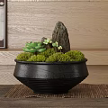Bonsai Potted Plant in Black Pot with Green Moss Succulents Stones Against Wooden Wall Background