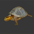 Colorful Shell Yellow Head Freshwater Turtle Vibrant Detailed Close Up View