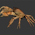 Orange Brown Marine Crab Aquatic Animal With Large Claws On Dark Reflective Surface