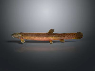 Japanese Misgurnus anguillicaudatus Freshwater Fish Aquatic Life Natural History Museum Specimen Fish Freshwater Fish Marine Fish 3d model
