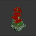 Small Green Bonsai Plant With Tree Like Foliage Growing On Gray Stone Base