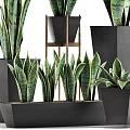 Sansevieria Plants In Various Sizes With Black Geometric Planters And Wooden Stand