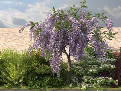 Wisteria Shrub with Purple Flowers Surrounded by Green Plants Against Brick Wall and Blue Sky 3d model
