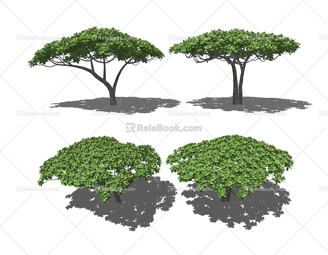 Modern Tree French Loquat Tree 3d model