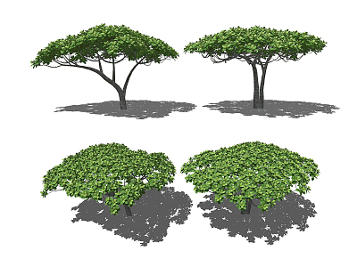 Modern Tree French Loquat Tree 3d model