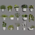 Multiple Potted Green Plants In White Pots With Different Leaf Shapes