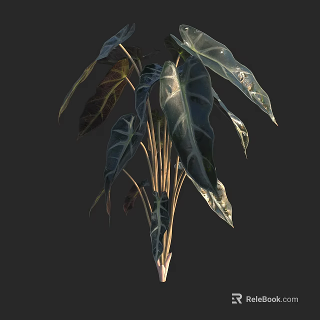 Lush Tropical Foliage Plant With Large Dark Green Leaves And Slender Stems 3d model 