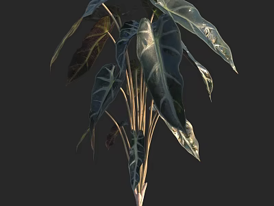 Lush Tropical Foliage Plant With Large Dark Green Leaves And Slender Stems 3d model