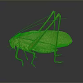 Brown Katydid With Long Antennae Legs And Detailed Wing Texture On Dark Background