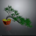 Bonsai Pine Tree With Green Needles In Red Pot On Gray Background
