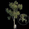 Lush Evergreen Arbor With Straight Trunk And Detailed Hanging Green Leaves