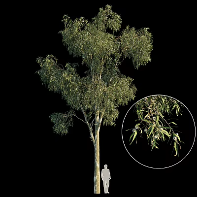 Lush Evergreen Arbor With Straight Trunk And Detailed Hanging Green Leaves 3d model