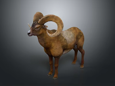 Wild Ram With Large Curved Horns And Brown Fur Standing On Gray Background 3d model