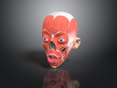 Human Head Muscular Anatomy Model With Detailed Facial Organs Eyes Nose Mouth 3d model