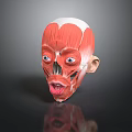 Human Head Muscular Anatomy Model With Detailed Facial Organs Eyes Nose Mouth