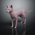 Hairless Pink Sphynx Cat with Yellow Eyes Large Ears Standing on Black Background with Reflection