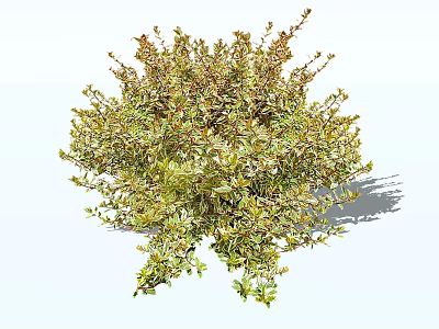 Vibrant Lush Green And Red Leaf Shrub In Natural Growth Form 3d model
