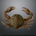 Brown Crab With Large Claws And Fresh Shell On Gray Background