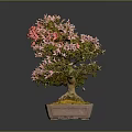 Bonsai Tree With Pink Flowers In Square Light Brown Pot Against Gray Background