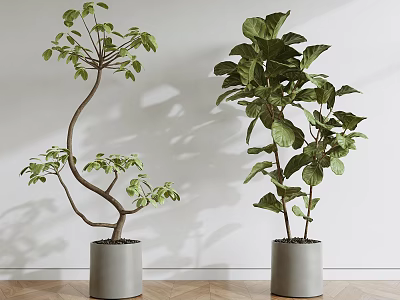 Two Bonsai Potted Plants In Grey Pots Against White Wall And Wooden Floor 3d model