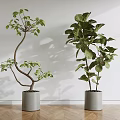 Two Bonsai Potted Plants In Grey Pots Against White Wall And Wooden Floor