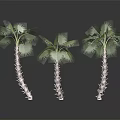 Three Palm Trees With Textured Trunks And Green Fronds On Dark Background
