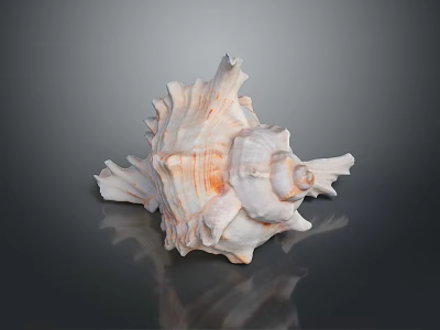 Natural Spiral Conch Shell Of Aquatic Marine Animal With Textured Surface 3d model