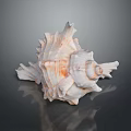 Natural Spiral Conch Shell Of Aquatic Marine Animal With Textured Surface