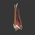 Detailed Human Eyeball 3D Model Showing Anatomical Structure With Iris Blood Vessels And Muscles
