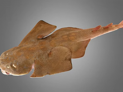 Brown Spotted Flat Fish With Wide Fins And Long Tail Marine Creature 3d model