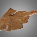 Brown Spotted Flat Fish With Wide Fins And Long Tail Marine Creature