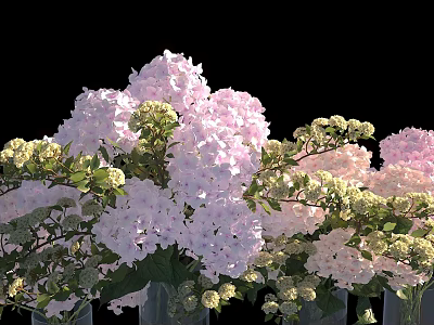 Fresh Hydrangea And White Small Flowers With Green Leaves In Transparent Vases On Black Background 3d model