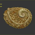 Spiral Conch Mollusk With Intricate Brown And White Patterns On Textured Shell Surface 3d model