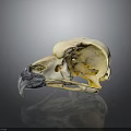 Animal Bird Skull With White Bone Dark Beak And Reflection On Gray Background
