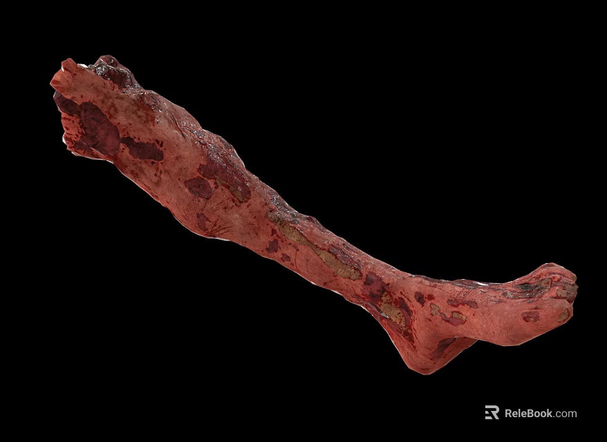 Biological Red Bone With Textures And Color Details On Black Background 3d model