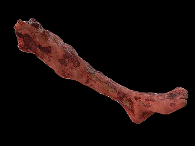 Biological Red Bone With Textures And Color Details On Black Background 3d model
