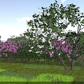 Garden Landscape With Green Grass Flowering Trees White Purple Blooms Blue Sky And White Clouds
