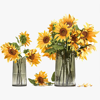 Two Elegant Glass Vases With Fresh Sunflowers And Scattered Petals 3d model