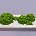 Lush Green Round Trimmed Plants In Light Gray Tray With White Pebbles