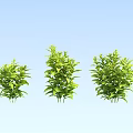 Lush Green Leafy Plants In Three Sizes Against Light Blue Background 3d model