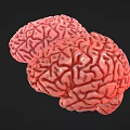 Woman Observing Detailed 3D Brain Models in Pink and Red Tones Against Black Background