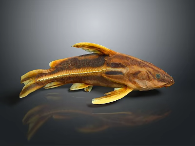 Unique Brown and Yellow Fish with Distinctive Fins and Body Structure on Dark Background 3d model