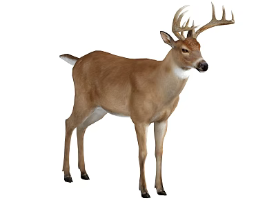 Graceful Brown Deer With Large Antlers Standing On White Background 3d model