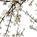 Minimalist Decorative Ornament Set With White Flower Branches And White Vases On Tabletop